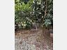 Terreno com 278,40 m� - Espinheiros - Itaja� 6