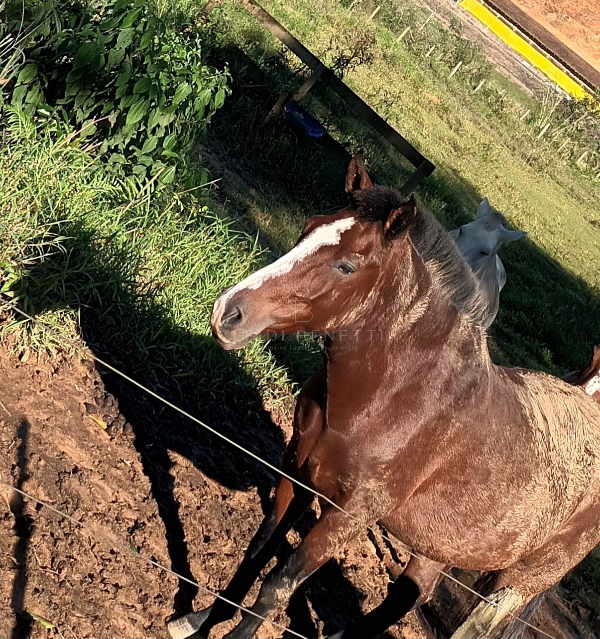 Haras a venda em Luiz Alves